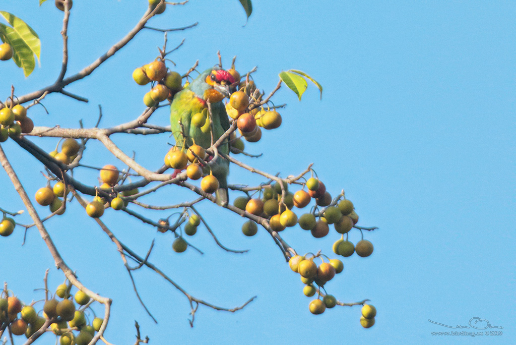 GREEN IMPERIAL PIGEON (Ducula aenea) - Stäng / close